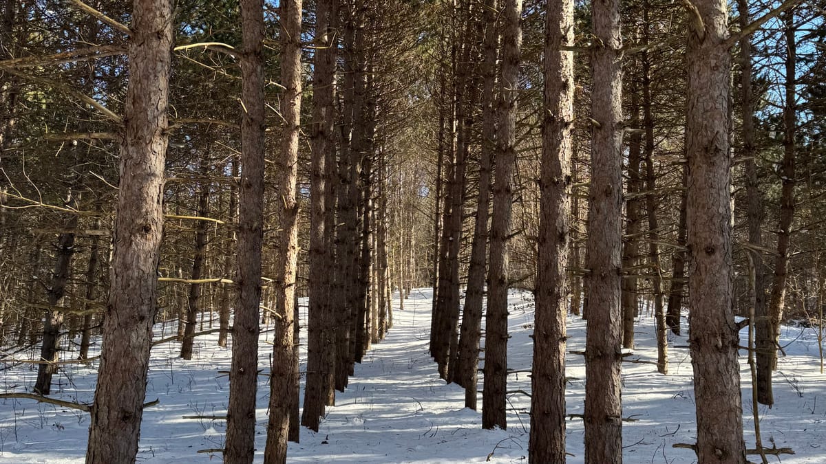 Endurance training update 01: trail running baselines and outcomes